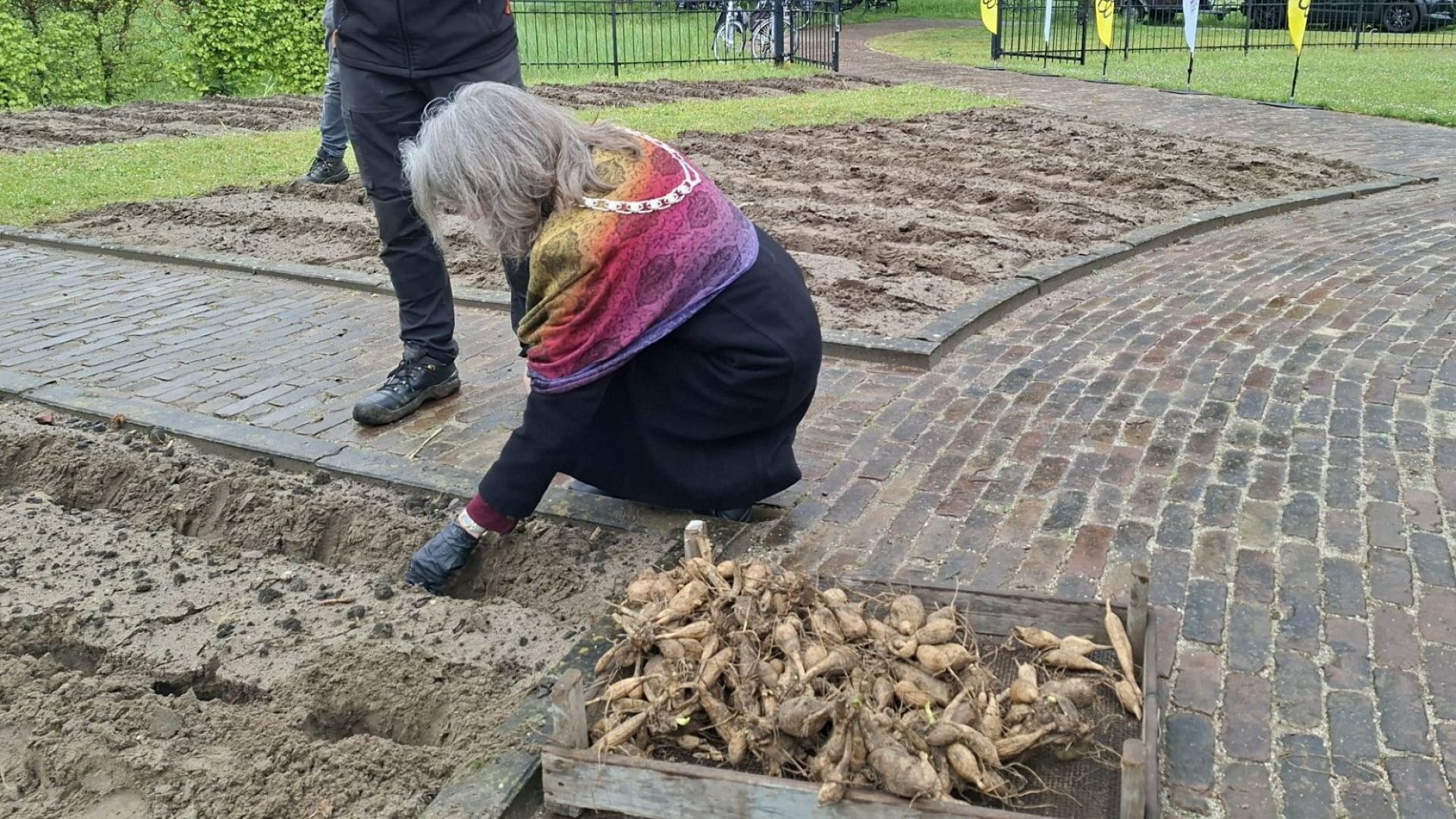 Burgemeester Hofstede geeft startsein voor bloemencorso met planten eerste dahliaknollen.