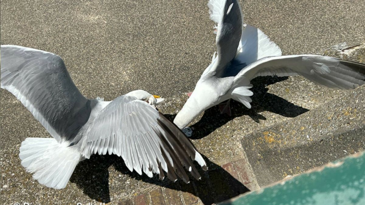 Verbod op het voeren van meeuwen in Vlissingen: 'De broodjes vliegen door de lucht'