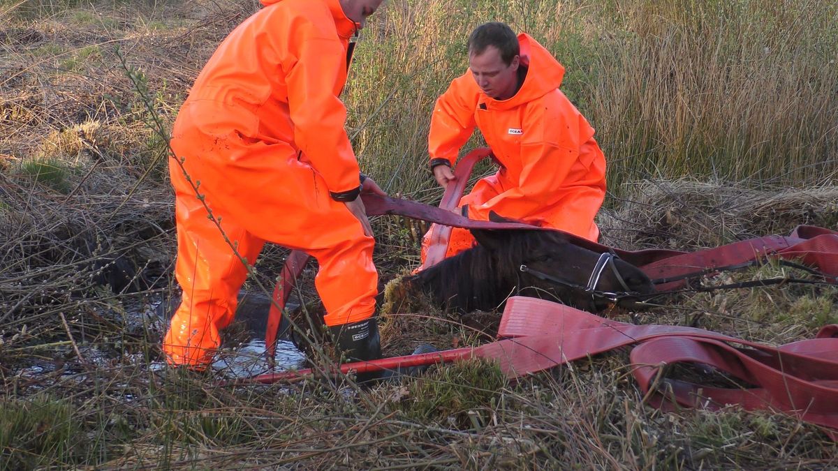 Paard na twee uur uit moeras gered