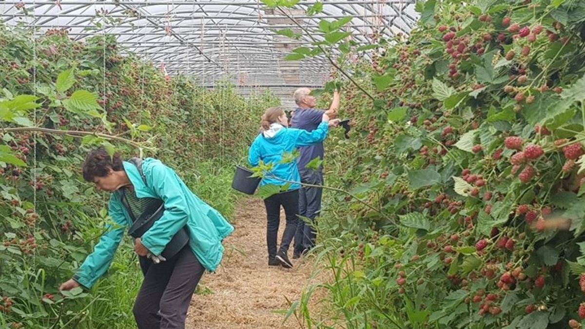 De zelfplukdag krijgt vervolg in de pruimentijd