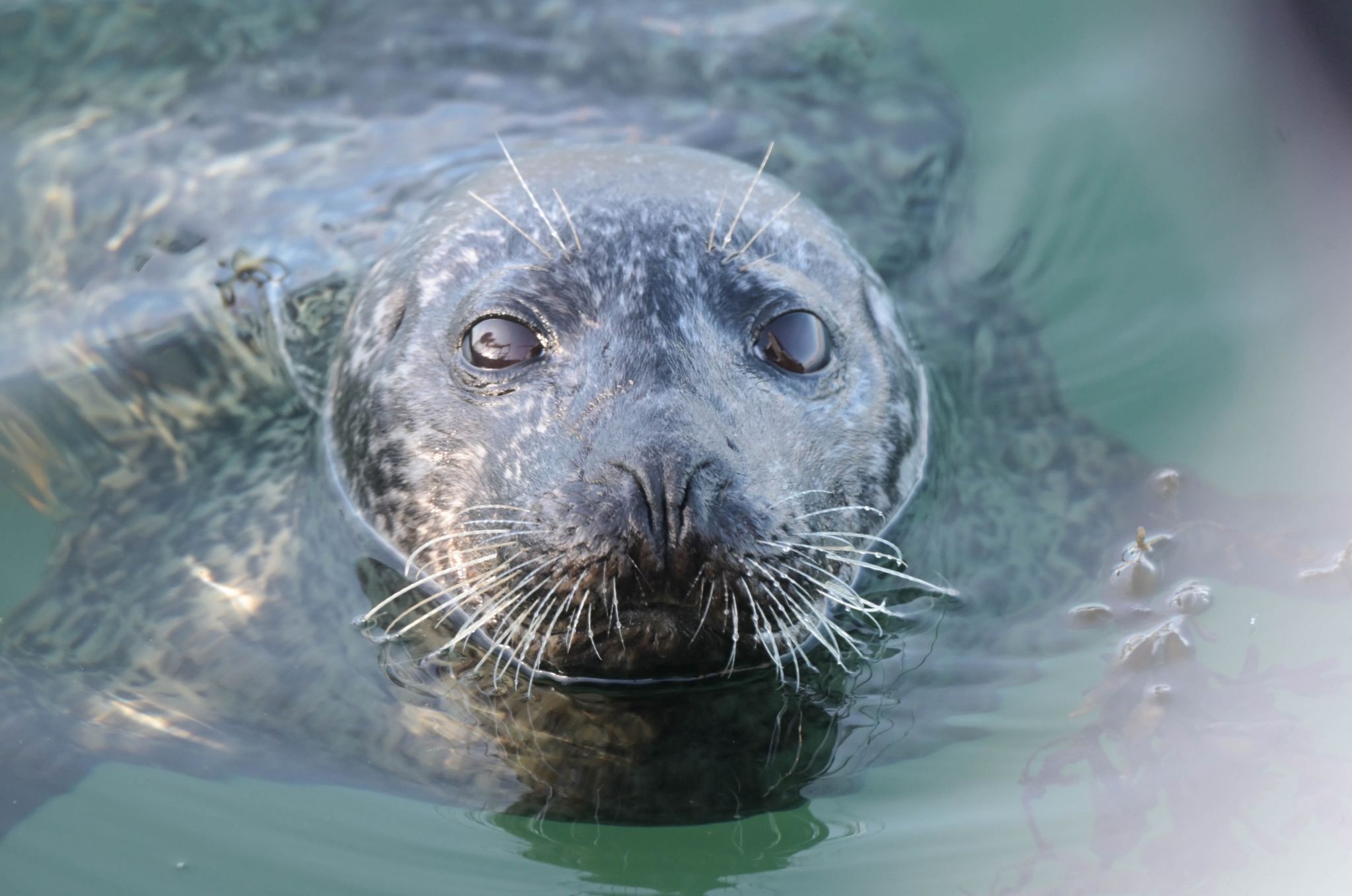 Zeehond Harry steelt de show bij viswinkel in Bruinisse: 'Soms eet hij zelfs uit de hand'