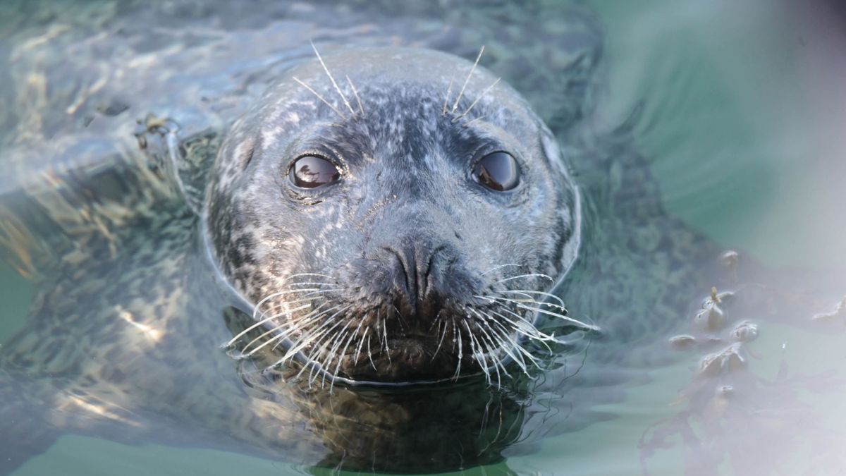 Zeehond Harry steelt de show bij viswinkel in Bruinisse: 'Soms eet hij zelfs uit de hand'