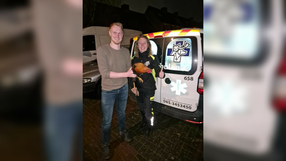 'En dat is twee!' Allebei de hanen gevangen in woonwijk Zierikzee