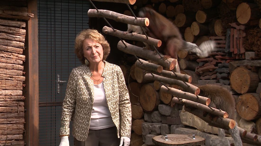 Prinses Margriet heeft woensdag het nieuwe voedselbos in de Apenheul geopend. Het park in Apeldoorn lijkt een ware metamorfose te hebben ondergaan. De opening ervan stond al eerder gepland, maar de coronacrisis gooide toen roet in het eten.