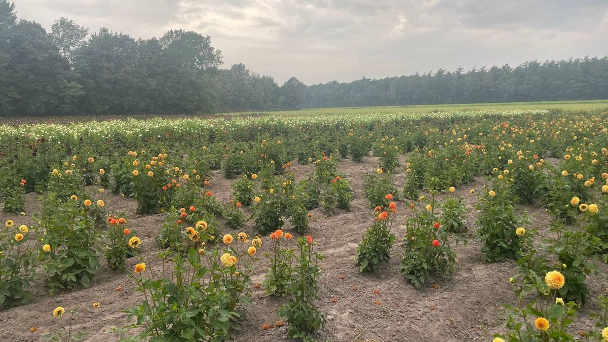 Vele regen funest voor dahlia's corso Elim: 'Na 24 uur zijn ze verrot'