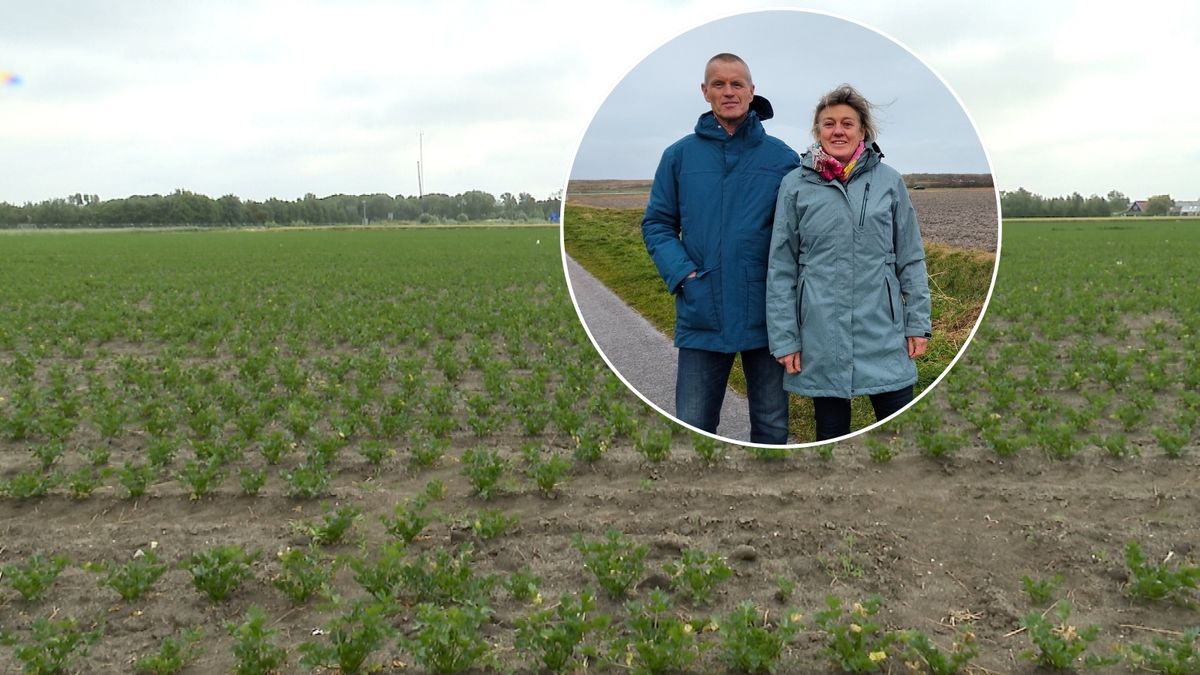 Bouw zonnepark Ellemeet gaat niet door: 'Moest een traantje wegpinken'