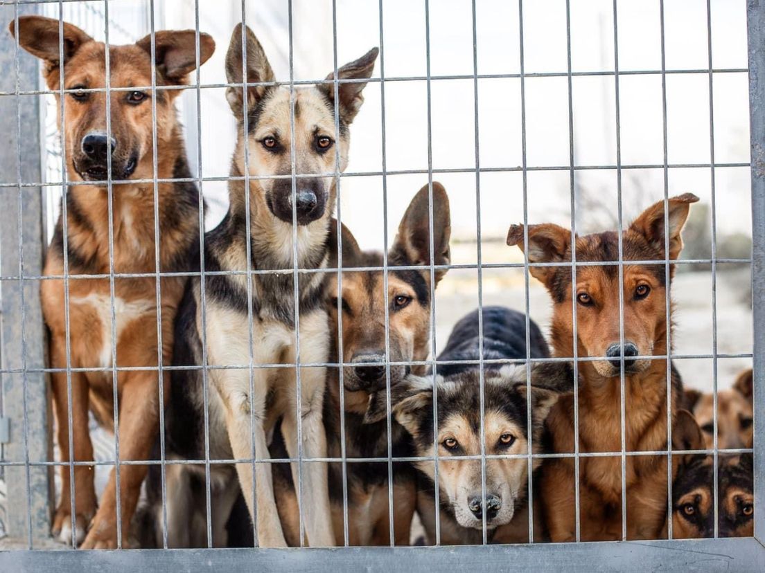Lana en Simon wisten al veel honden te helpen in Spanje voor Lana ziek werd
