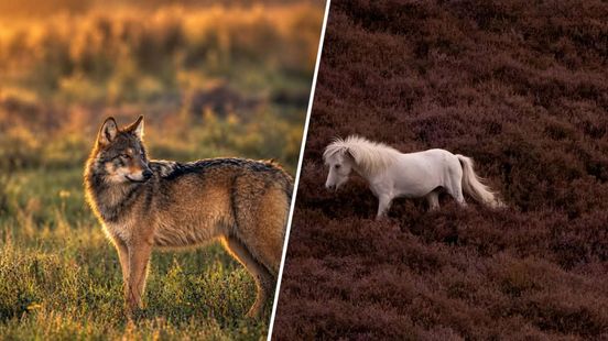 Toverpaard roept veel reacties op en 'jaloersmakende' foto's van wolf