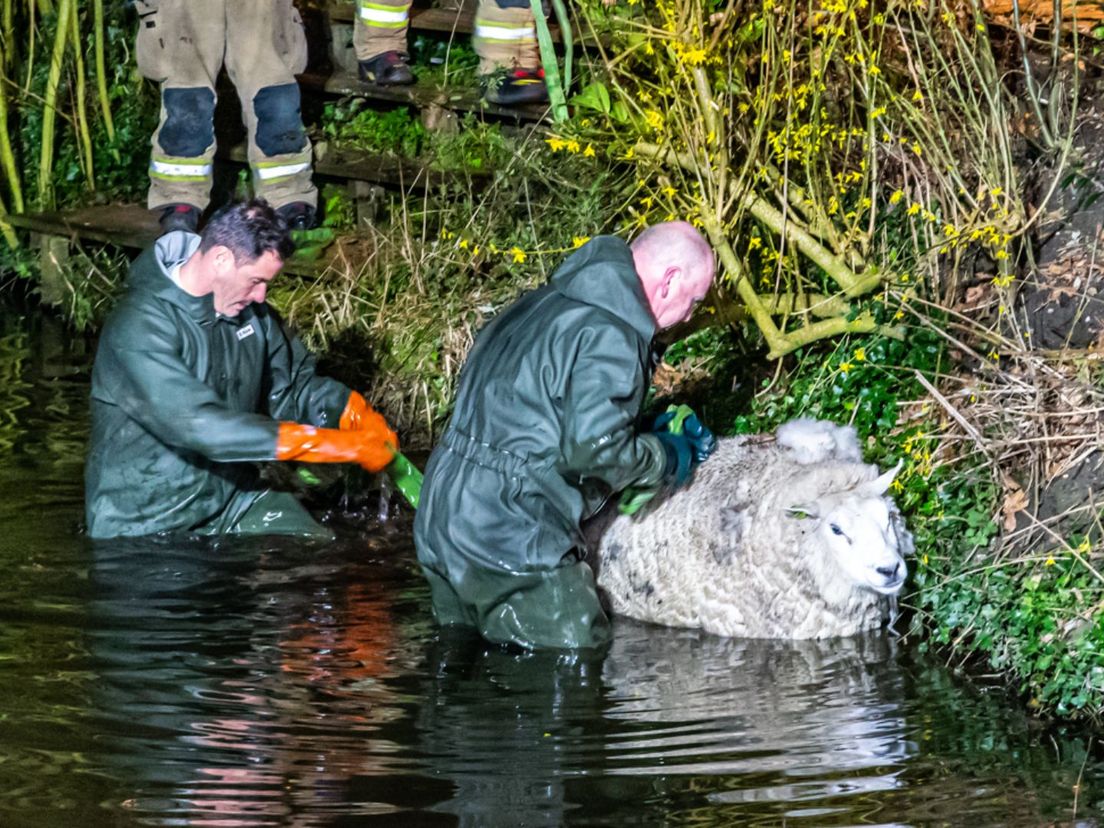 De brandweer redde twee schapen. Voor één schaap kwam de hulp te laat.