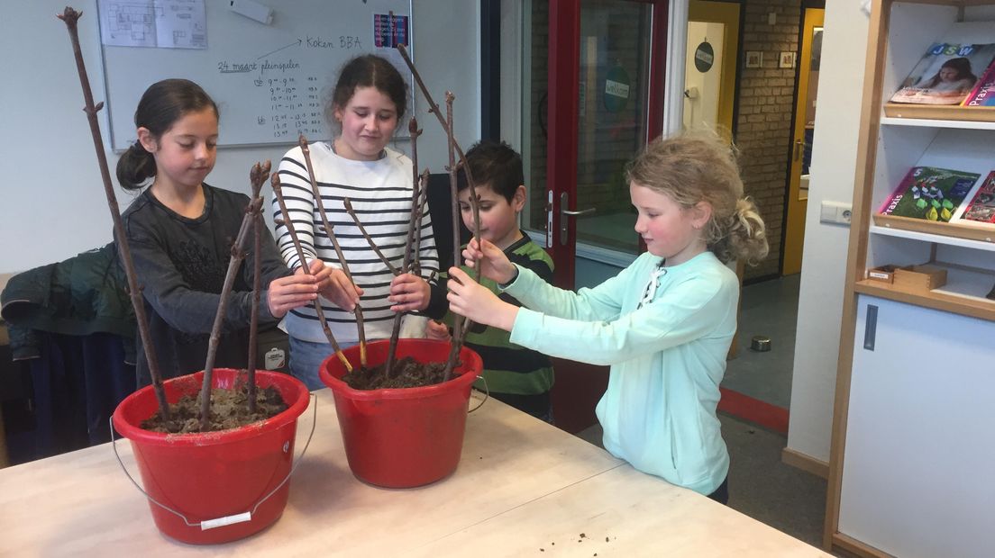 Scholieren en leerkrachten van de Anne Frankschool zijn vol ongeloof en boos over de vernieling van de Anne Frankboom op hun speelplein. Toch zitten ze niet bij de pakken neer.