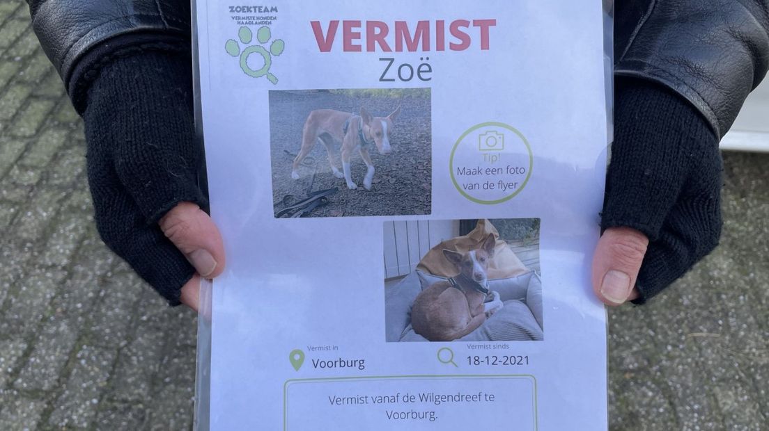 Eén van de recent vermiste honden: Zoë