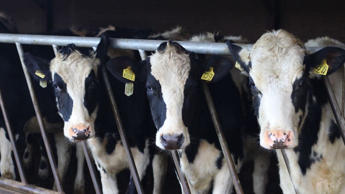 Het inkrimpen van de veestapel is een van de maatregelen die genomen wordt om de ammoniak-uitstoot te verminderen.
(Rechten: RTV Drenthe/Wiedse Veenstra)