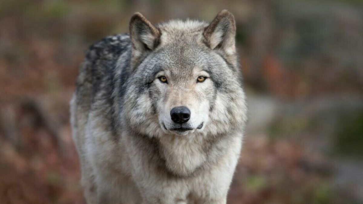 Provincie waarschuwt voor mogelijke wolf bij Poortvliet