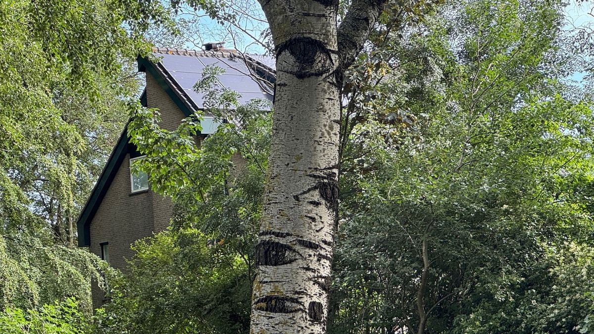 Natuurvraag: Waarom hebben sommige bomen ogen?