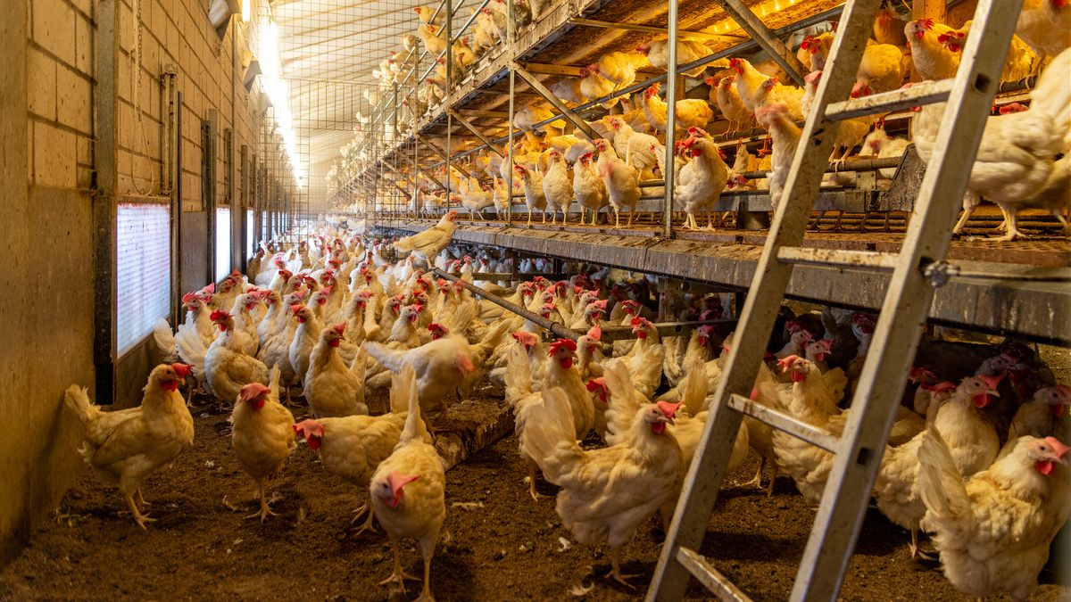 Vogelgriep in Helden en Tienray: honderdduizenden dieren worden geruimd