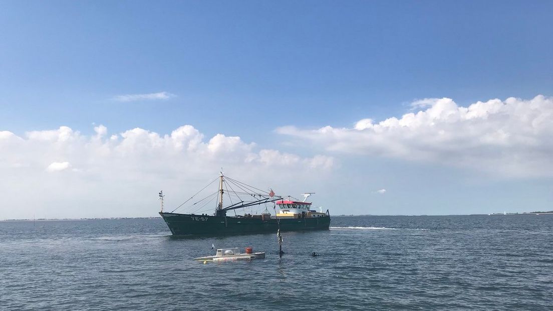 Eerste échte Zeeuwse mosselen: Kleine schelp, maar wel veel vlees