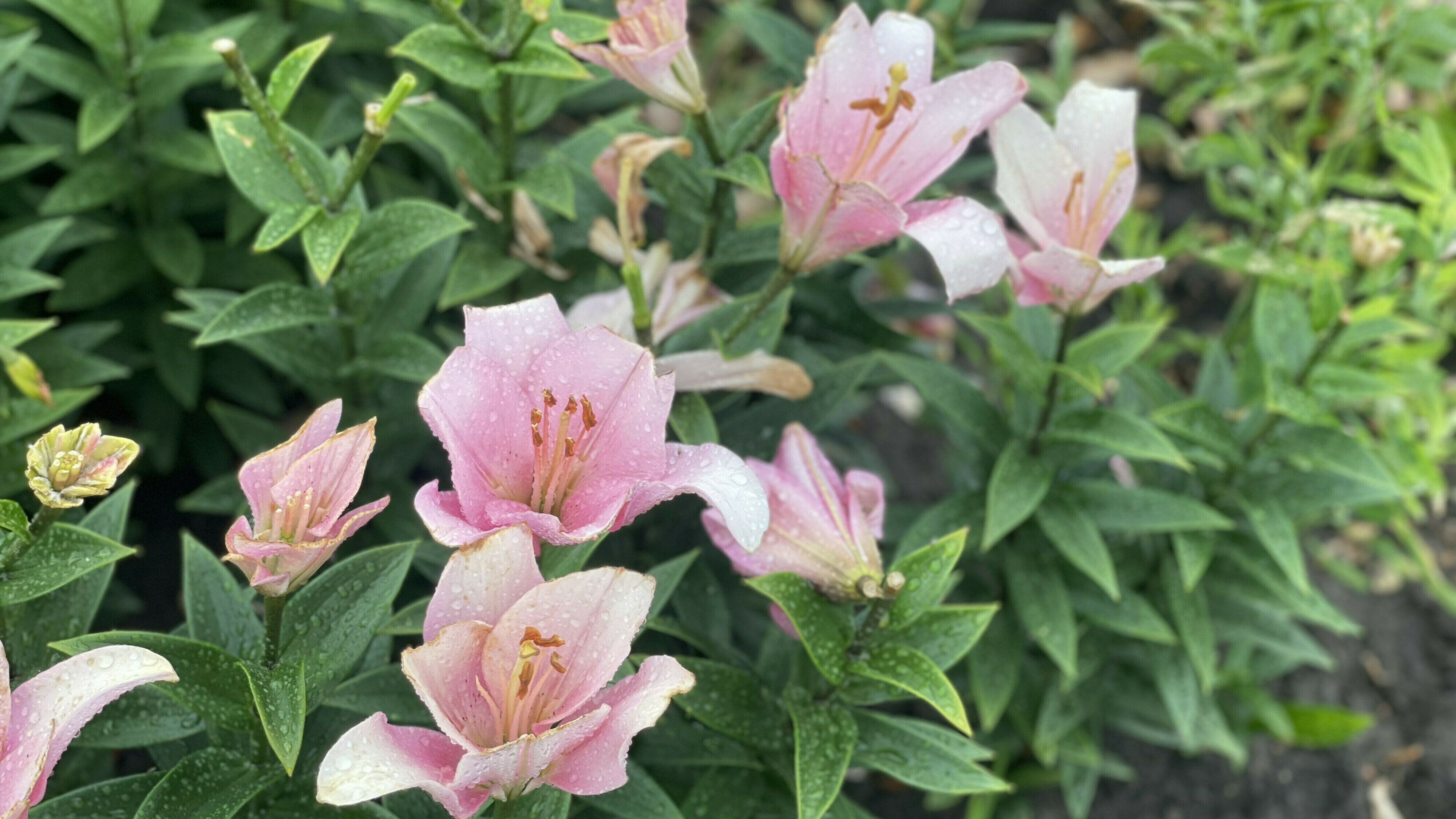 Data van teler moet openbaar worden: 'Geweldige stap voorwaarts'