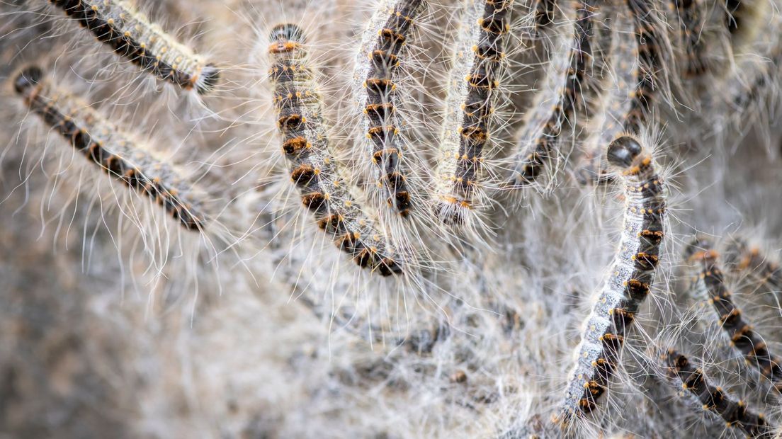 Eikenprocessierups Nest