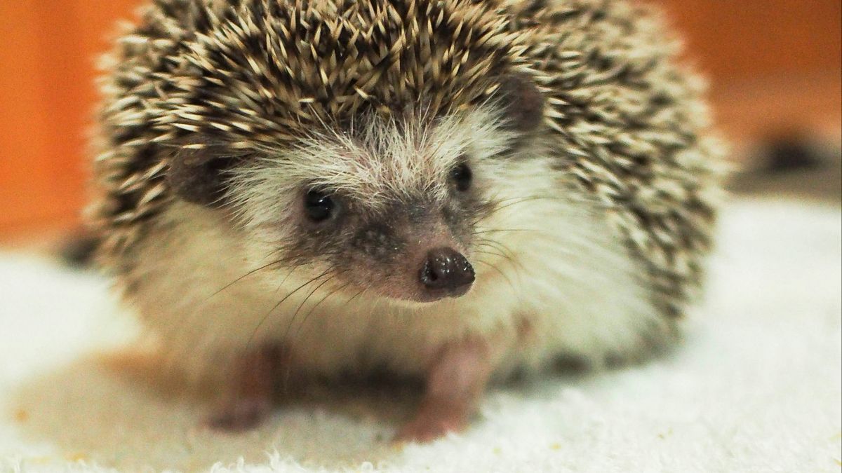 Egels ontwaken uit hun winterslaap: Sommigen hebben wat extra hulp nodig