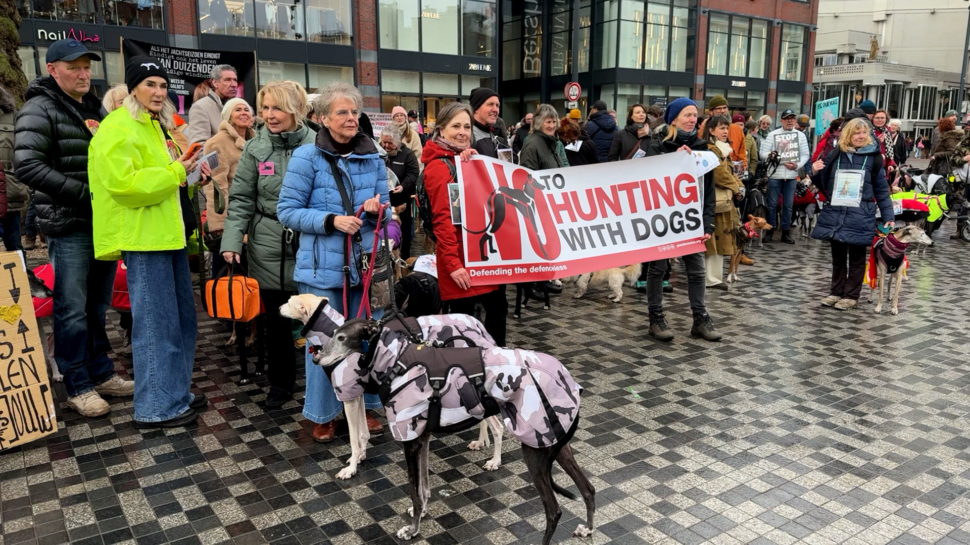 100 Spaanse jachthonden in Utrechtse binnenstad bij protest tegen dierenleed