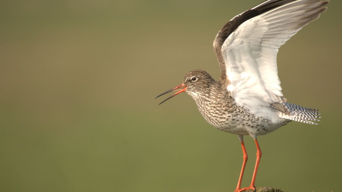 Waar boeren het gras vroeg maaien om in de winter voldoende te kunnen voeren aan hun vee, maait Staatsbosbeheer zijn graslanden laat. In de weidevogelgebieden Arkemheen en bij Oosterwolde krijgen de weidevogels eerst de tijd om op te groeien zodat ze kunnen vluchten voor maaimachines.