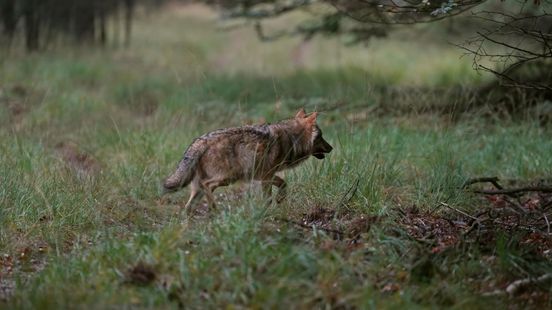 Dode wolf gevonden bij Elspeet, politie start onderzoek