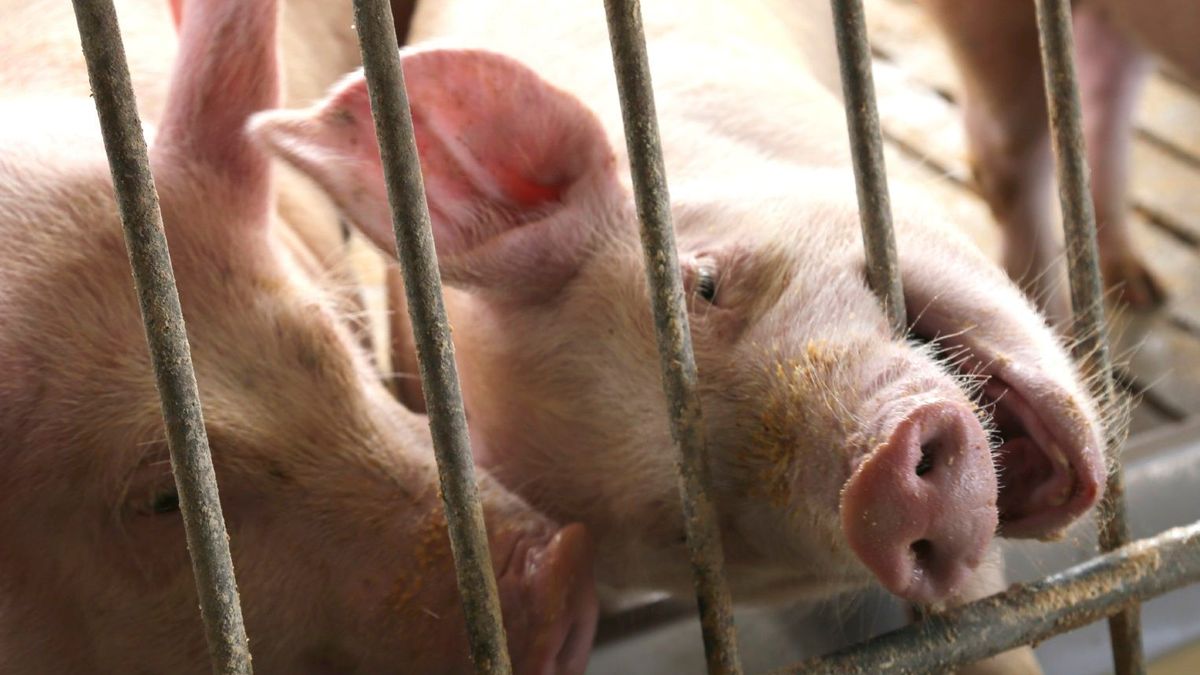 Varkensvergunning megastal Grubbenvorst blijft overeind
