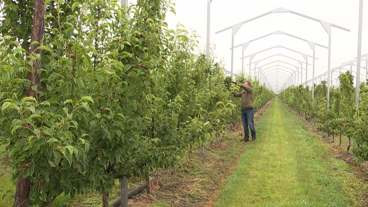 Schoonrewoerdse Jan experimenteert met zonnepanelen boven de peren