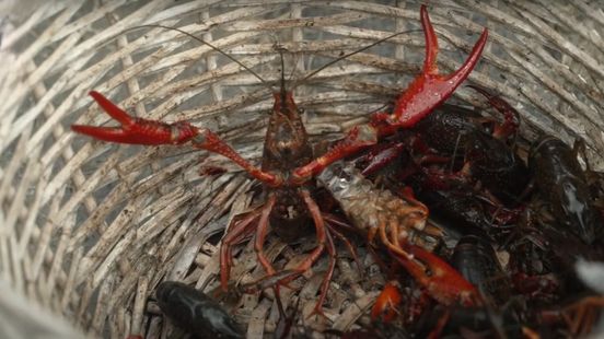 De jacht op de rivierkreeft is geopend: ‘We sturen de rekening naar het ministerie’ Home