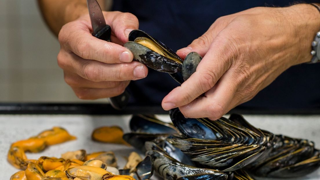 NVWA: gif in mosselen en oesters Oosterschelde (video)