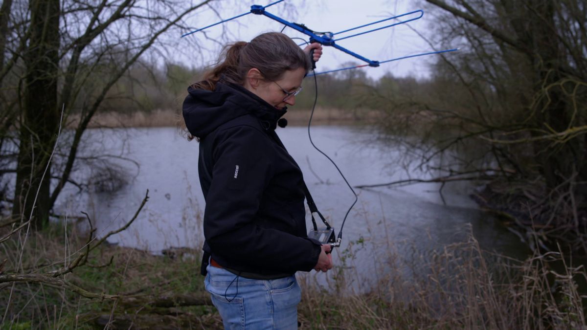 Zender in de staart helpt onderzoekers bevers langs de IJssel te volgen