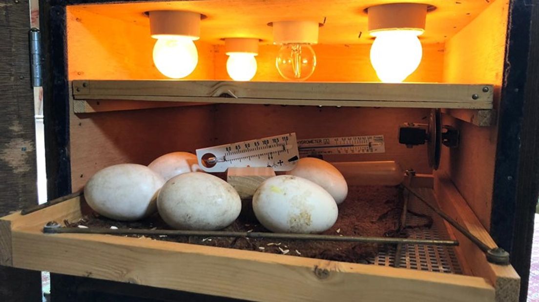 De vier eieren (met een ei uit een ander nest) in de broedmachine.