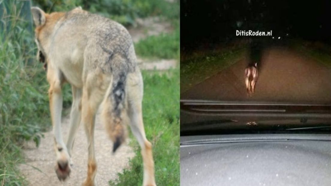 Vergelijk een wolf van Jos de Bruin (links) met de foto van DitisRoden.nl (fotobewerking: RTV Drenthe)