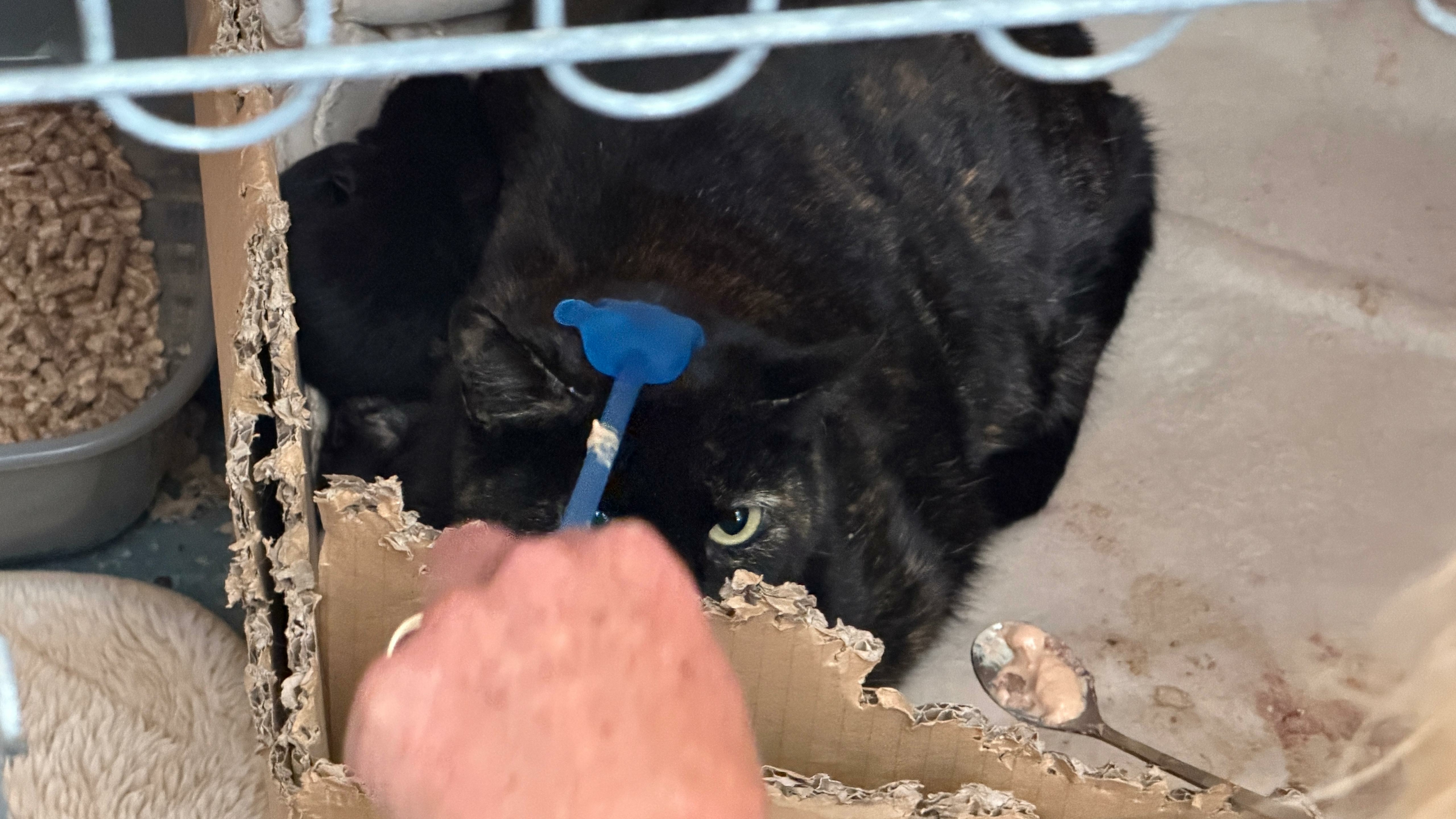 Babyboom in kattenwereld veroorzaakt drukte bij poezenpleegouders: 'Alles zit vol'