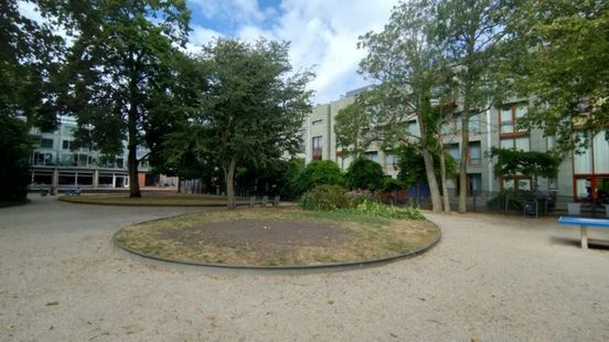 Geliefde 'sprookjesboom' gekapt in stadspark: 'Het voelt als een overvaltactiek' Home