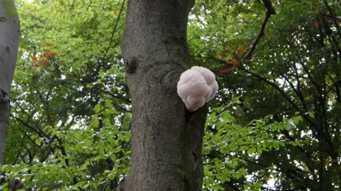 Pruikzwam duikt op bij Ede