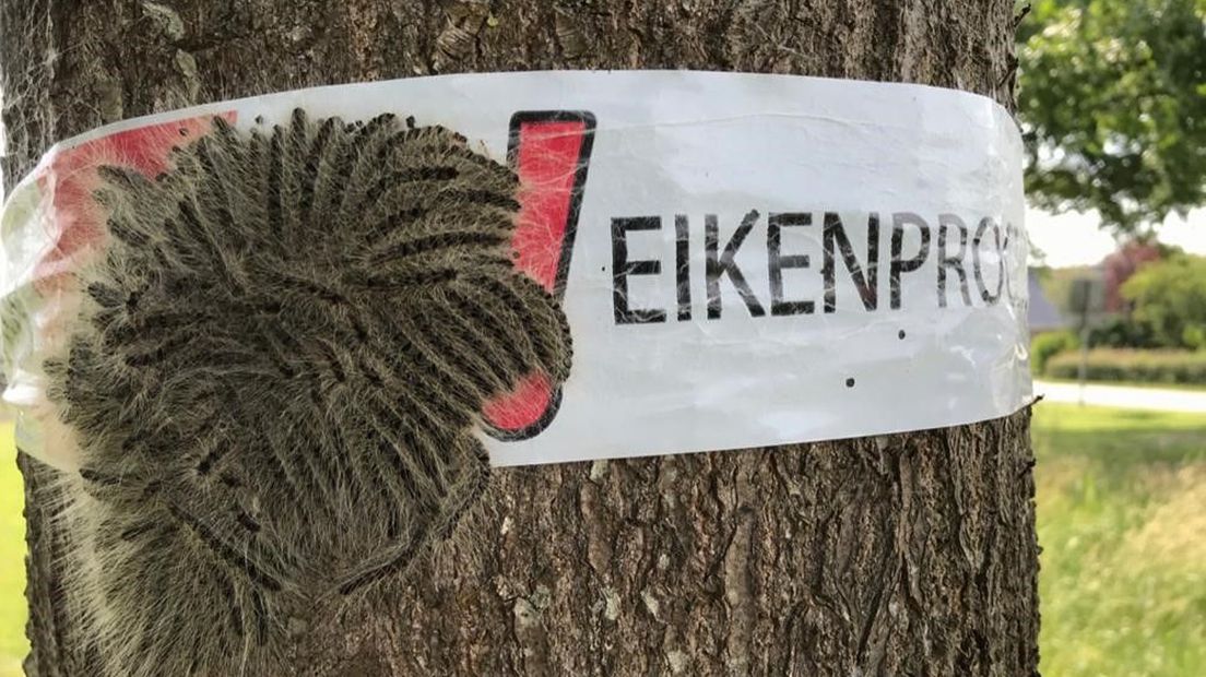 Een aantal eikenprocessierupsen op een eik