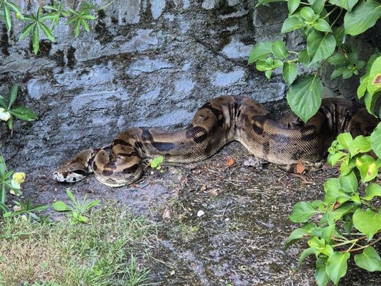 Boa contrictor uit Hoogeveen wacht nog altijd op (nieuwe) eigenaar