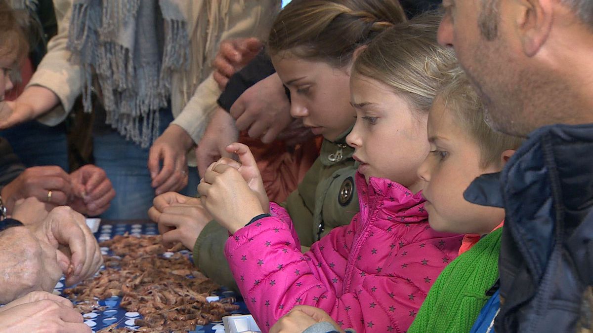 Oude tijden herleven in Stellendam: pel je eigen garnalen