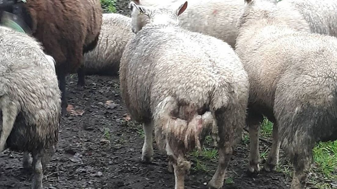 Gewonde schapen na aanval hond