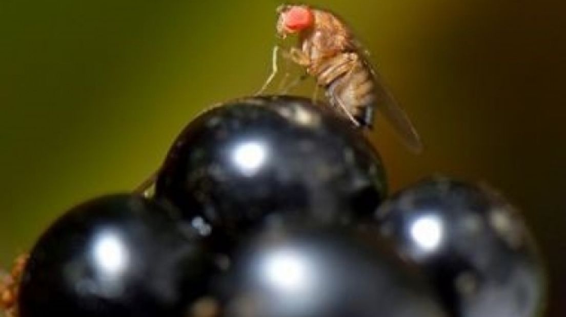 Suzukivlieg slaat Zeeuwse fruittelers over
