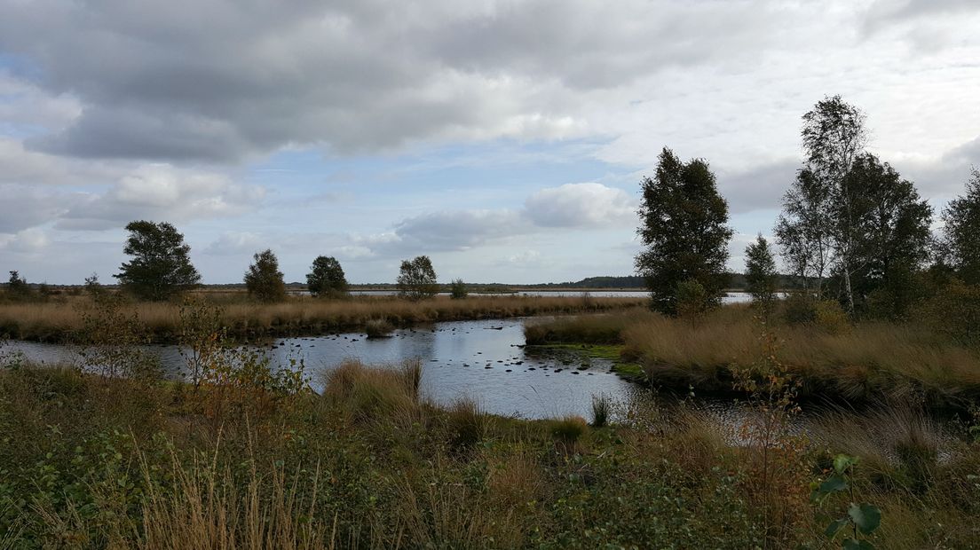 Het Fochteloërveen is één van de natuurgebieden die last heeft van stikstofuitstoot (Rechten: RTV Drenthe/Marike Goossens)