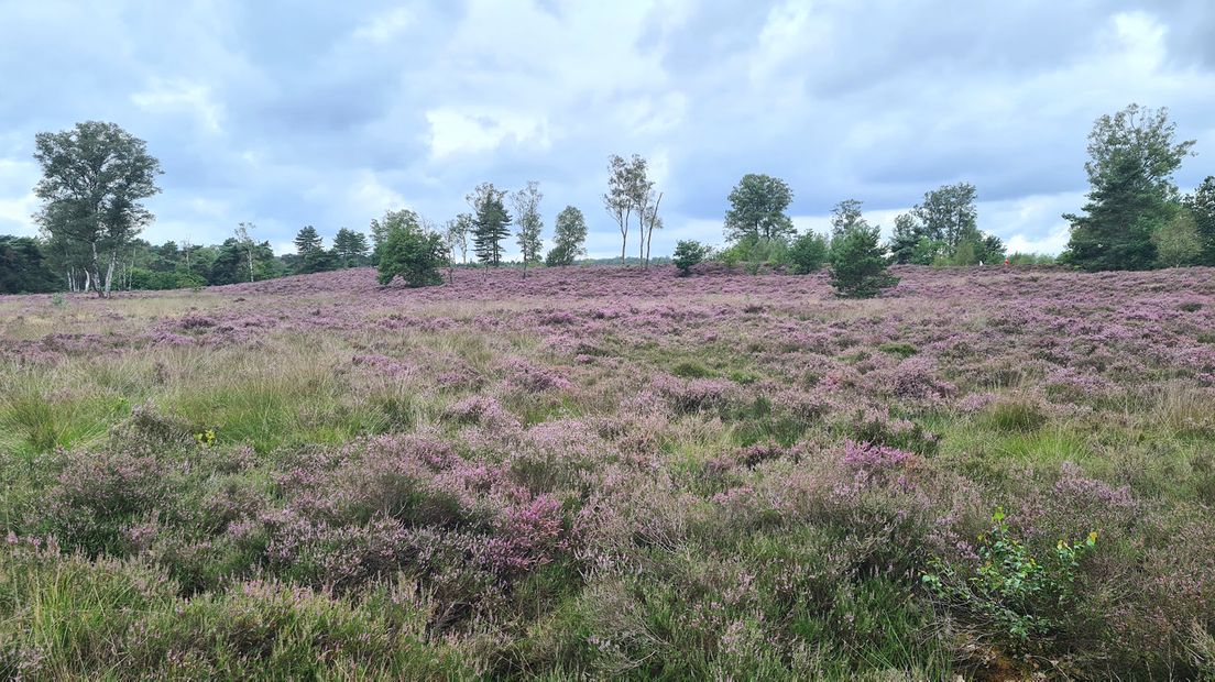 Heidelandschap bij Den Treek.
