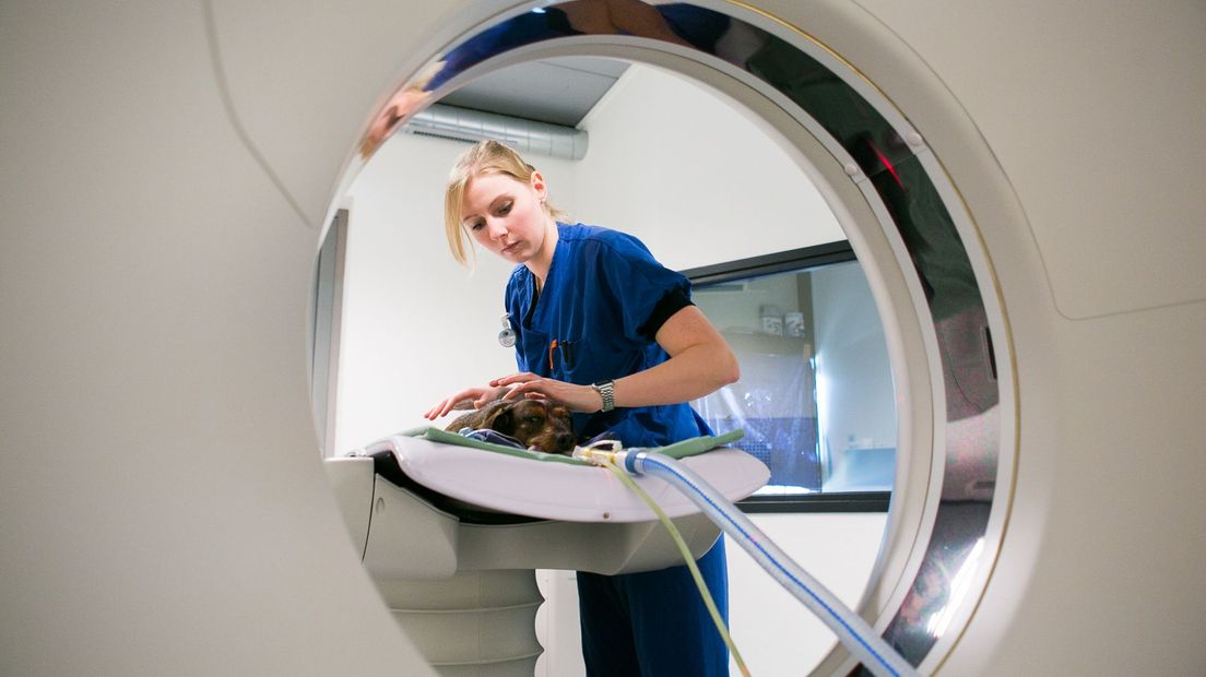 Een CT-scan maken bij een dier is steeds normaler.