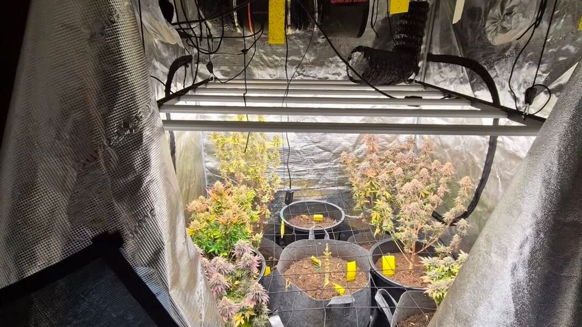 Geen treinen tussen Hurdegaryp en Leeuwarden | Hennepkwekerij op Ameland