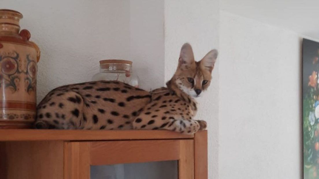 Serval Chicka is ontsnapt
