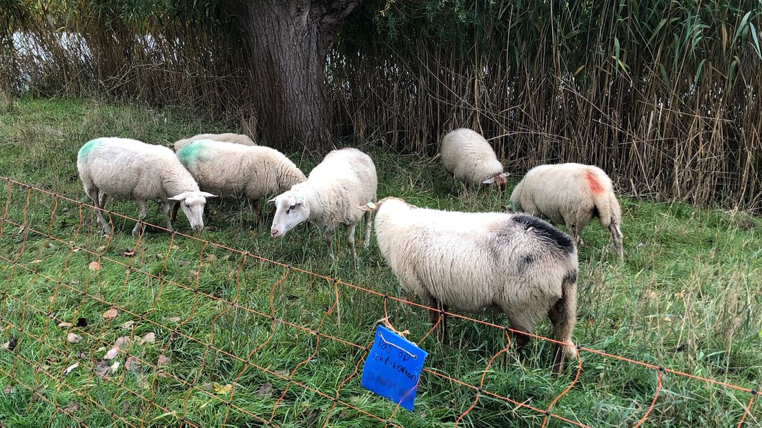 De schapen in Doesburg.