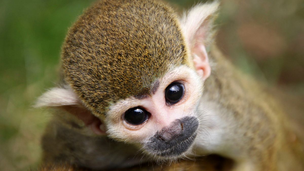 Kasteeltuinen Arcen op zoek naar nieuwe apen