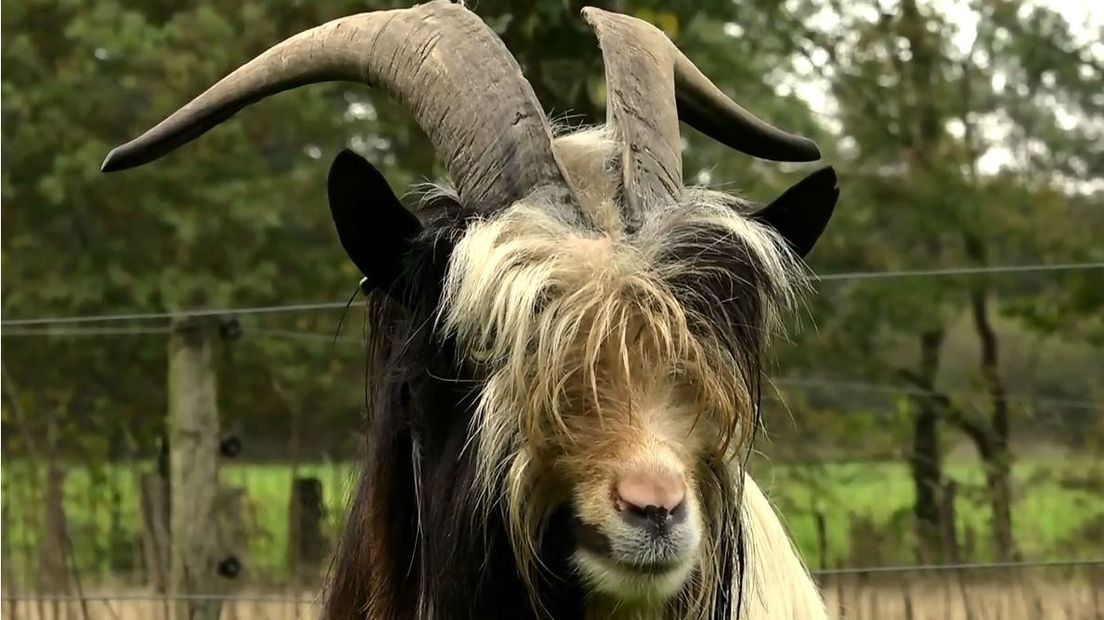 De bok van Aad van der Vaart. (Rechten: RTV Drenthe)