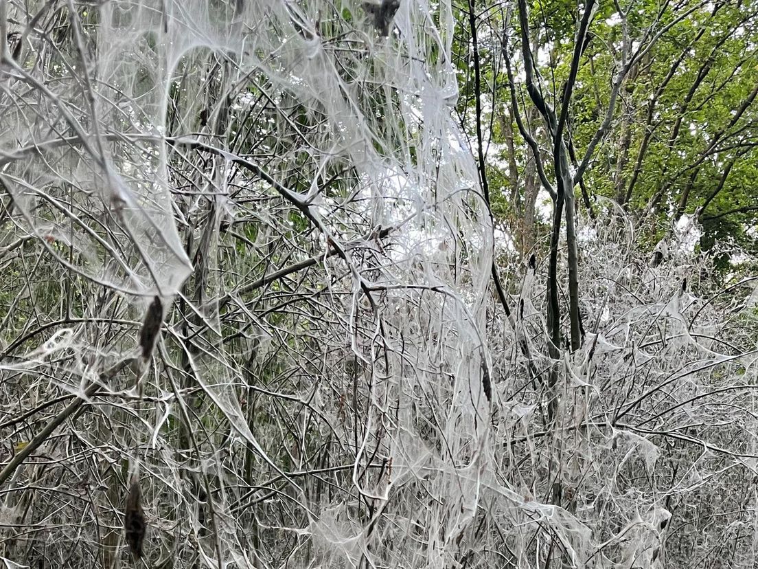 Haagse Bos bedolven onder de grijze webben: 'Een grote regenbui spoelt ze weg'
